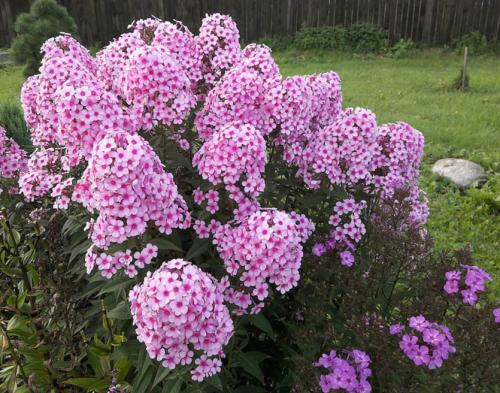 Редкие сорта флоксов. Лучшие сорта флокса для вашей коллекции