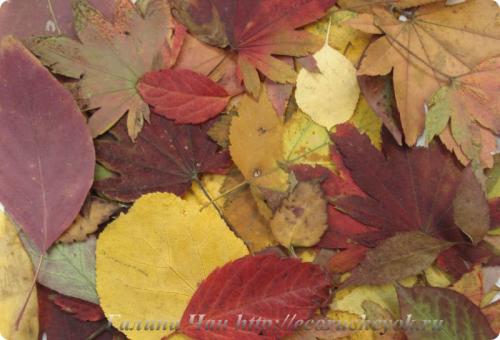 цвет осенних листьев палитра. палитра осени – цвета и оттенки приморской осени.