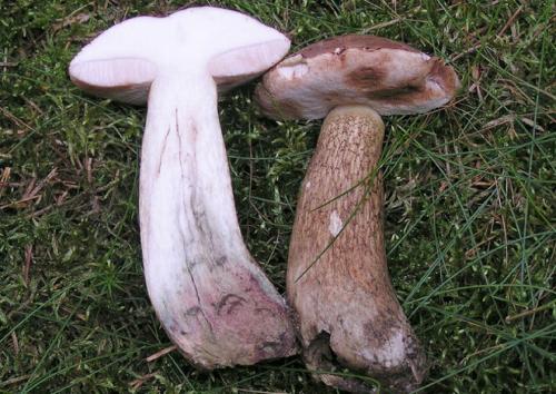 Как отличить белый гриб от подберезовика. Жёлчный гриб: описание и отличие от подберёзовика
