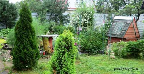 Укрытие на зиму хвойных. Хвойные растения осенью: подготовка к зиме