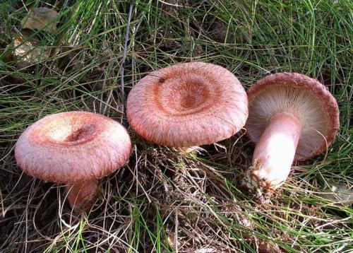 Волнушки синеют. Волнушки