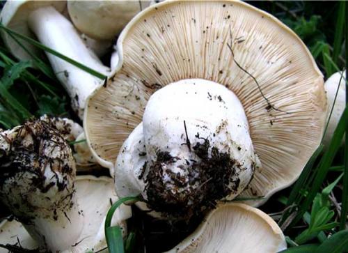 Белый крымский горный гриб. Горный белый гриб