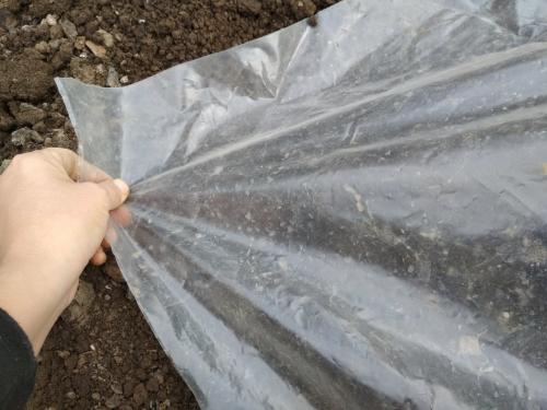 Редиска на зиму посев. Стоит ли сажать редиску под зиму и если да то как?