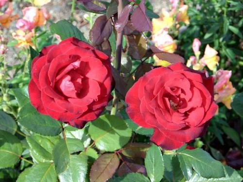 Когда лучше сажать розы на даче. Навигация по записям