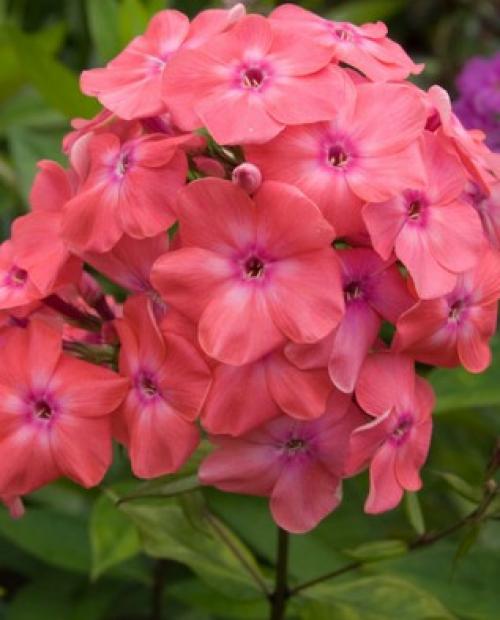 Флоксы многолетние посадка и уход осенью. Сроки посадки и пересадки флоксов 08