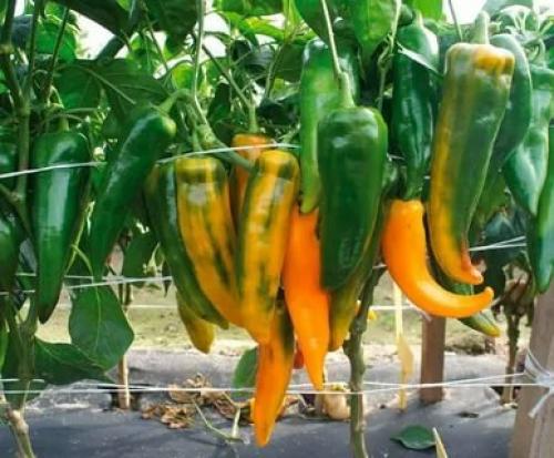 Перец сладкий игрок. Самые мясистые сорта сладкого перца