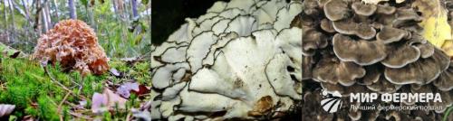 Гриб баран разновидности. Гриб баран: фото и описание