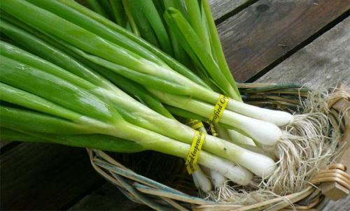 Петрушка на зиму, как сохранить. Сушка 03