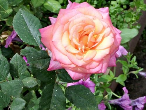 Когда лучше сажать розы на даче. Навигация по записям