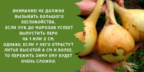 Когда сажать лук под зиму в подмосковье. Когда и как сажать лук-севок осенью под зиму в 2019 году