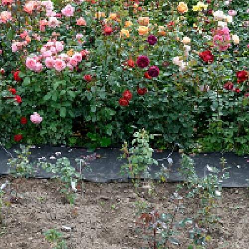 Посадка роз осенью: когда и как их садить