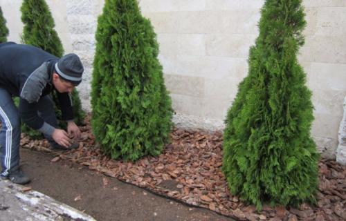 Чтобы туя росла быстрее. Чем удобрять тую для здорового роста и если она пожелтела?