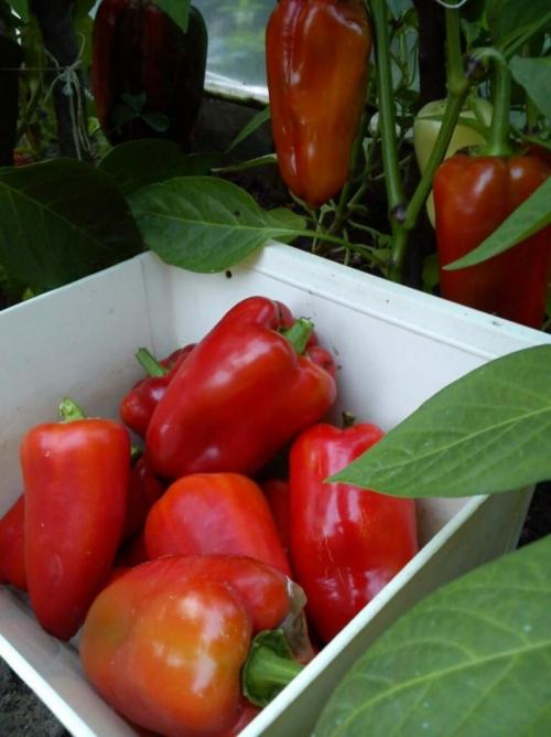 Перец сладкий игрок. Самые мясистые сорта сладкого перца