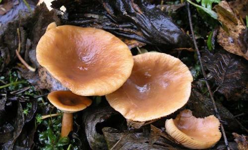 Кто ест ядовитые грибы. Чем опасны грибы для человека?