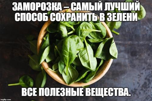 Как сохранить зелень на зиму без заморозки. Когда собирать зелень для хранения, выбор и подготовка сырья