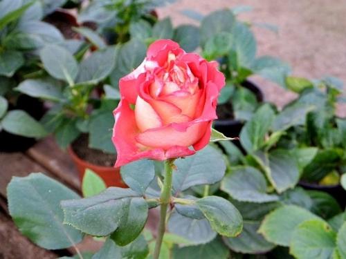 Когда лучше сажать розы на даче. Навигация по записям