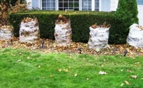 Как осенью ухаживать за флоксами. Подготовка флоксов к зиме: что нужно сделать после цветения 09