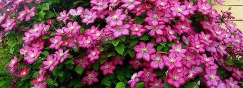 Клематис из черенков в домашних условиях. Размножение клематиса черенками 08