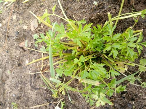 Как сохранить петрушку на долгое время. Сохраним петрушку до зимы на грядке. Открываем секреты. Едим свежую зелень с огорода до декабрьских морозов