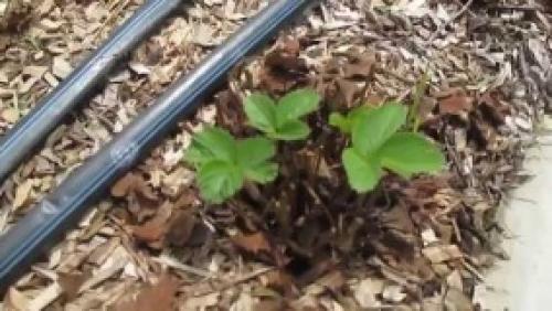 Укрытие клубники спанбондом на зиму. Укрываем клубнику на зиму