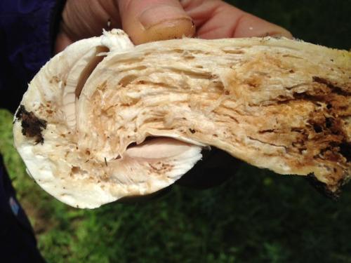 Можно ли есть червивые грибы. Можно ли собирать червивые грибы?