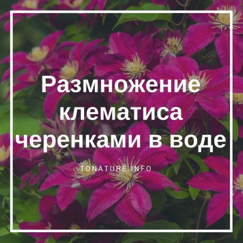 Клематис из черенков в домашних условиях. Размножение клематиса черенками 09