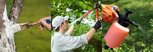 Опрыскивание деревьев мочевиной осенью. Для чего обрабатывать осенью сад мочевиной и медным купоросом 10