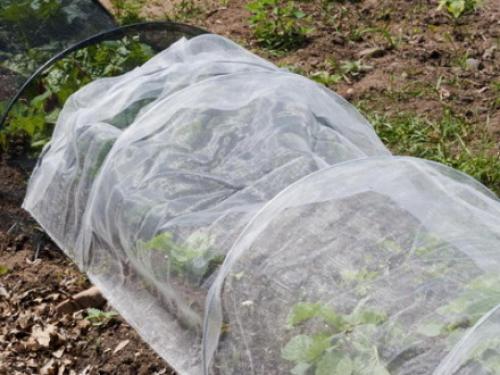 Укрытие клубники спанбондом на зиму. Укрываем клубнику на зиму