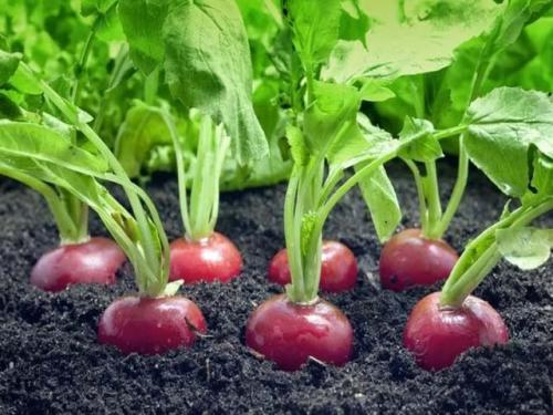 Зимние сорта редиса. Общая характеристика сортов