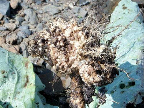 Розовый налет на цветной капусте. Навигация по записям