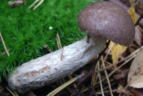 Как отличить белый гриб от подберезовика. Жёлчный гриб: описание и отличие от подберёзовика