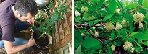 Жимолость каприфоль укрытие на зиму. Жимолость каприфоль: тонкости выращивания и ухода