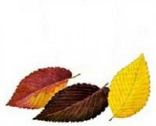 цвет листьев у клена осенью. цвет листьев осенью 10