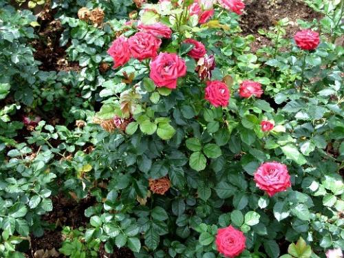 Когда лучше сажать розы на даче. Навигация по записям