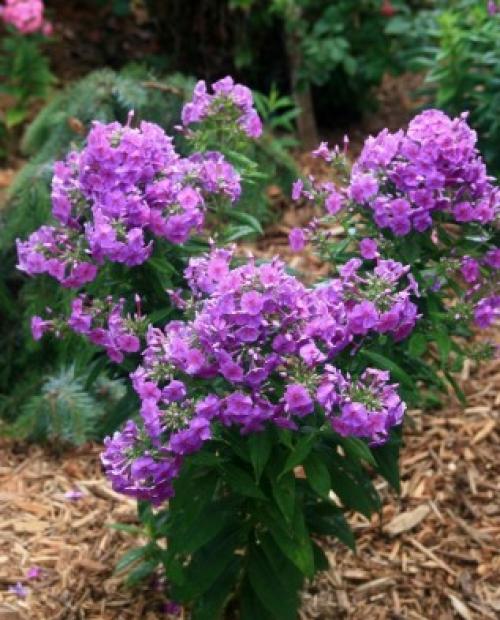 Флоксы многолетние посадка и уход осенью. Сроки посадки и пересадки флоксов 05