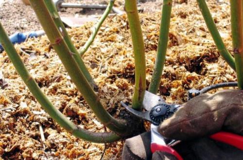 Обрезка роз на зиму в подмосковье. Когда обрезать розы на зиму