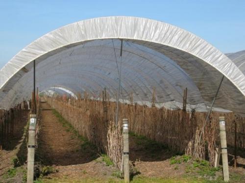 Укрытие малины на зиму в Подмосковье. Как укрыть малину на зиму в Подмосковье 01