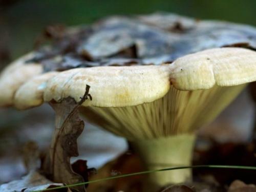 Ложные рыжики. Рыжики ложные и настоящие, как отличить