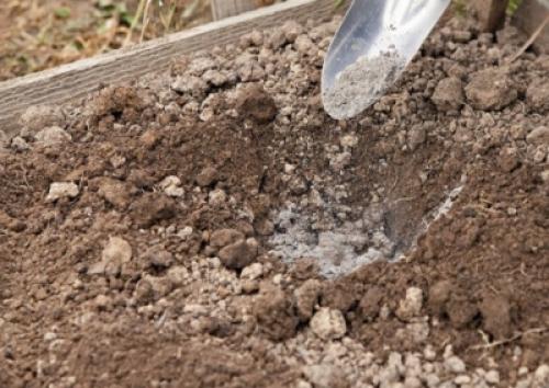 Цветная капуста почему чернеет. Почему темнеет цветная капуста 10