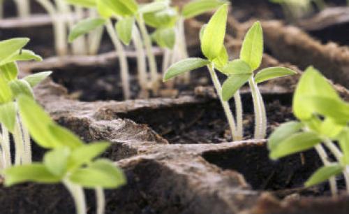 Опилки для дорожек. На даче, в саду и огороде