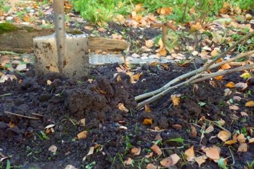 Прикопать саженцы на зиму в теплице. Правила прикопки саженцев на зиму