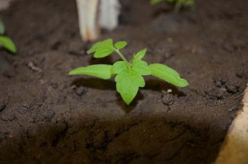 Ранний посев томатов. Учитываем Лунный календарь.