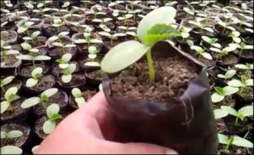 Опилки для дорожек. На даче, в саду и огороде