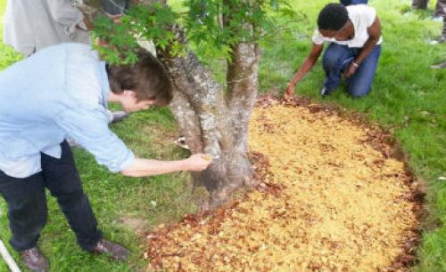 Опилки для дорожек. На даче, в саду и огороде