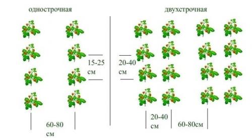 Почва для клубники и схемы формирования грядок