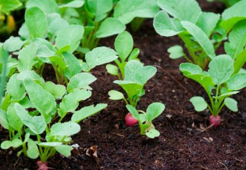 Чем подкармливать редис в теплице. Весенне-летнее удобрение для редиса