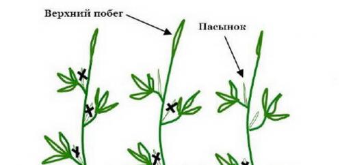 Техника обрезки деревьев. Дополнительные приемы