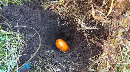 Подзимний посев томатов. Приветствую вас на моём канале, уважаемые читатели! 08