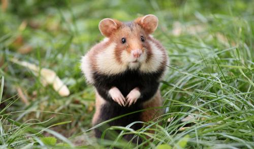 Огородные вредители грызуны. Виды крупных грызунов-вредителей