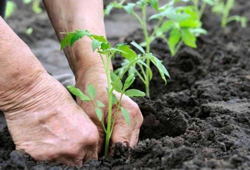 Посадка помидор весной. Когда высаживать рассаду помидор в открытый грунт: схема и сроки посадки томатов